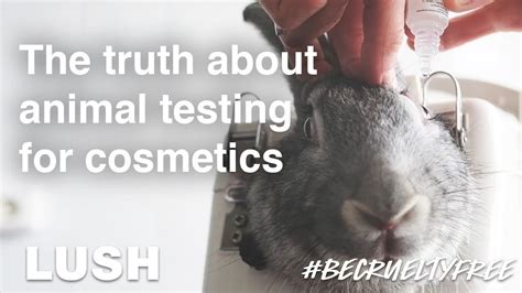 does hard candy cosmetics test on animals|Hard Candy Animal Testing Policy and Vegan List.